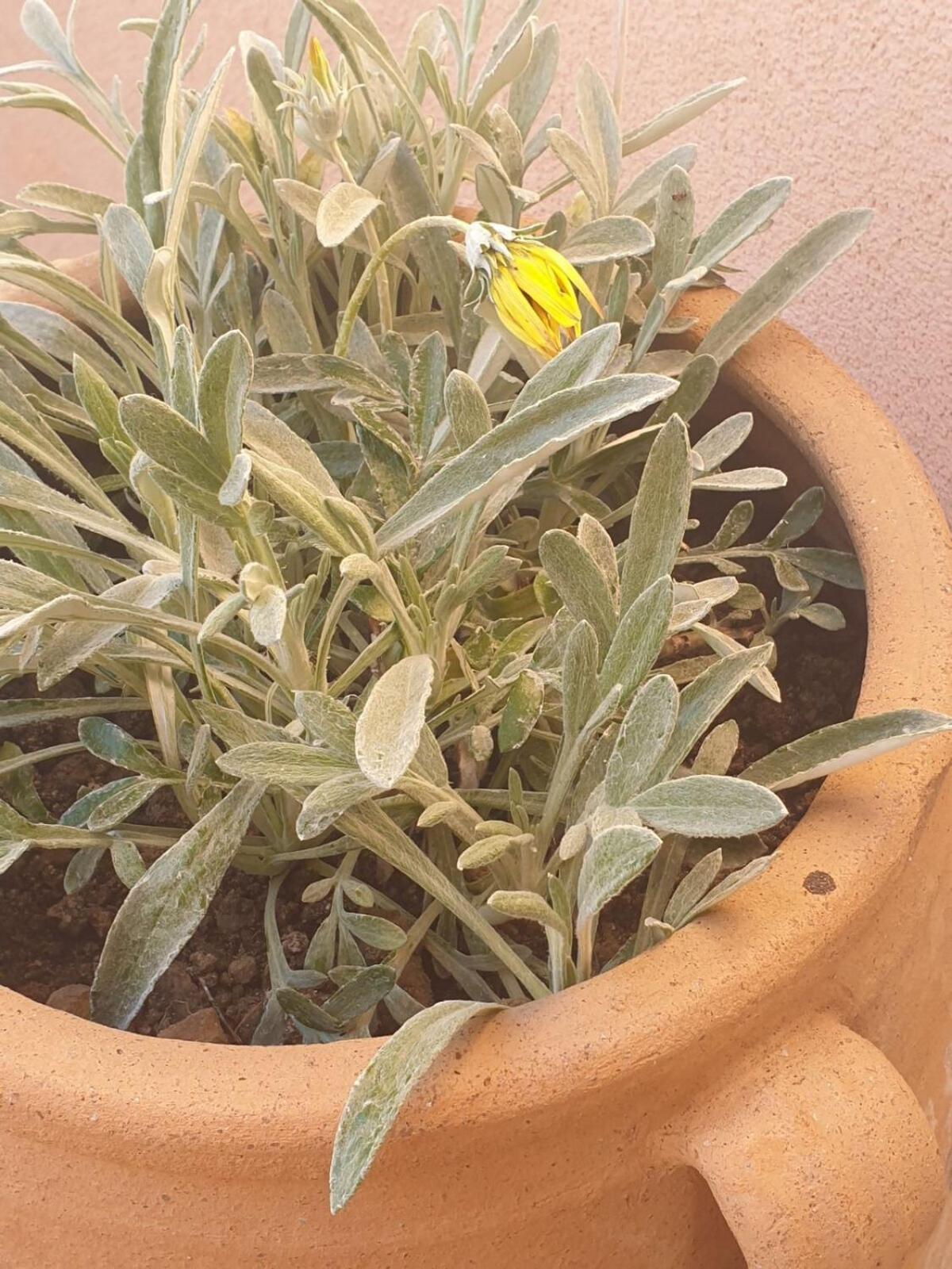 Yiannioú Varsamos מראה חיצוני תמונה